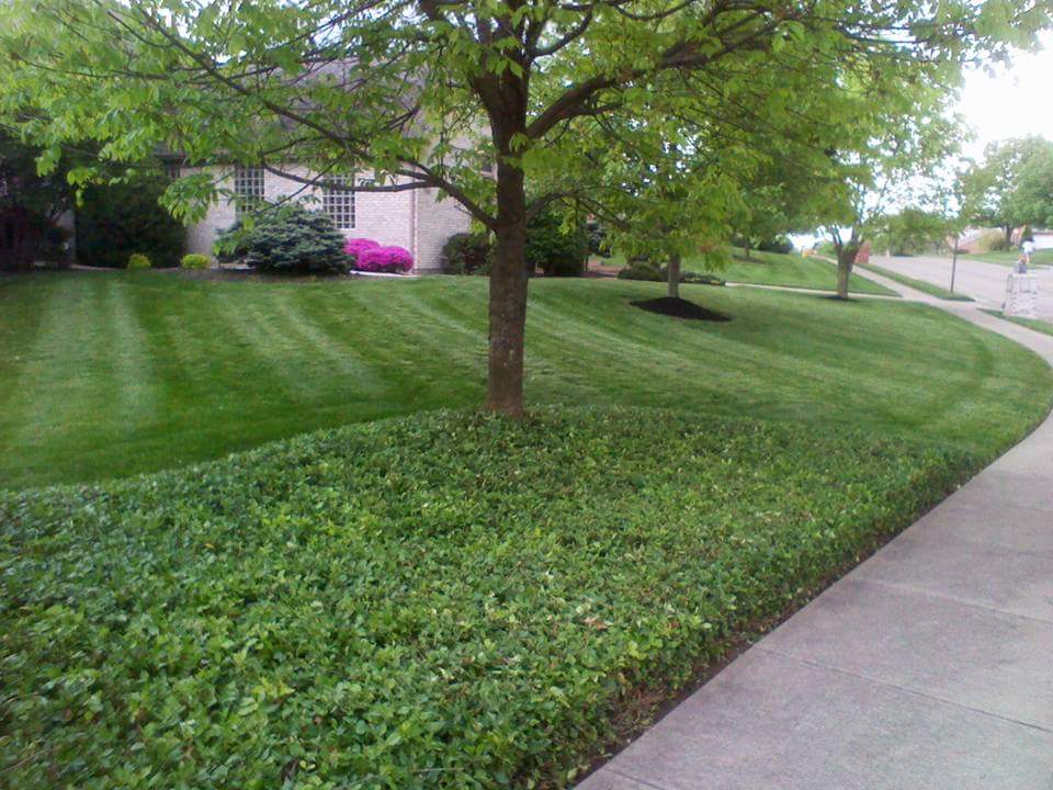 Freshly striped green lawn with mulched trees