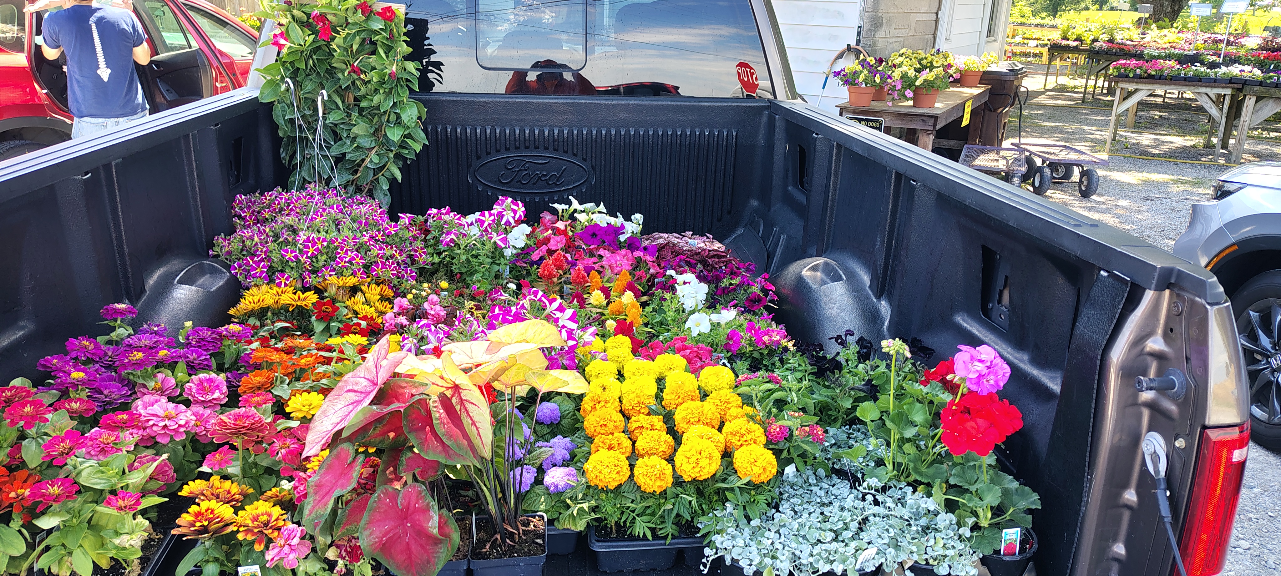 Colorful flowering plants selected for custom window box planting